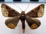 Pero mathanaria mâle     Oberthür 1883                                     