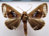 Pero odonaria  mâle  Oberthür 1883                                     