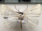 Sericoptera penicillata  mâle  Warren 1894                                