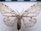 Thyrinteina arnobia  (Stoll, 1782) femelle                                