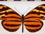 Eueides isabella eva  femelle  Fabricius, 1793