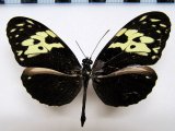 Heliconius hecale fornarina Hewitson, 1853 