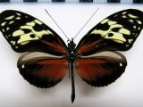  Heliconius hecale fornarina Hewitson, 1853