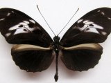  Heliconius hecale hecale  male (Fabricius), 1776