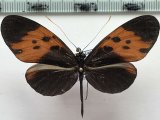  Heliconius numata bicoloratus  mâle Butler, 1873
