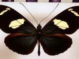 Heliconius wallacei flavescens  Weymer, 1890