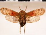 Calyptoproctus coloratus  femelle  Distant, 1906