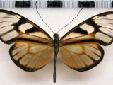 Athesis Clearista colombiensis  male  Kaye, 1918                               