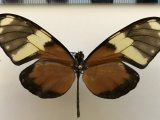 Callithomia hezia beronilla   mâle (Hewitson, 1874)                               