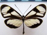  Epityches eupompe  femelle  (Geyer, 1832)                                                             