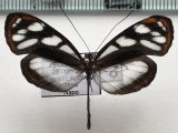  Hyposcada  zarepha kena   mâle   (Hewitson, 1872)                                  