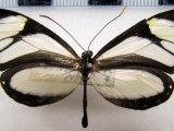  Ithomia salapia salapia femelle   Hewitson, [1853]                                                             