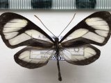 Ithomia salapia diaphana mâle  Bryk, 1937  