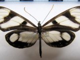     Napeogenes pharo osuna  male (Hewitson, 1876)                           