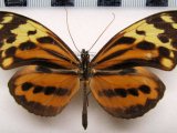 Tithorea harmonia lateflava   Male   (Haensch, 1909)                               