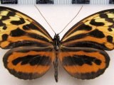   Tithorea harmonia martina   femelle   R. Fox, 1956                             