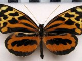 Tithorea harmonia martina   Male   R. Fox, 1956                               