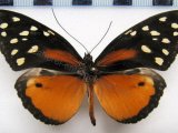  Tithorea tarricina targama  male Hewitson, 1874