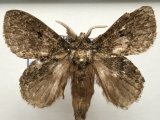 Euglyphis charax mâle Druce 1897