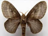        Euglyphis giulia femelle Schaus, 1906                       