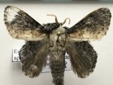 Euglyphis pumayaca mâle Schaus 1936