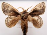 Euglyphis vithersi     (Schaus, 1905)    mâle                      