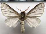 Macara nigripes mâle  (Dyar, 1909) 