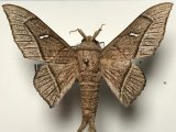 Bedosia trailii  (Butler, 1878) mâle