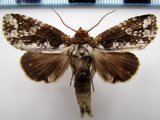 Disphragis aemula Schaus, 1905 mâle                               
