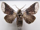  Hemipecteros albifer mâle   Dognin, 1908                           