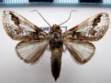 Sericochroa  guianensis  mâle (Schaus, 1904)                          