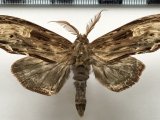   Lirimiris meridionalis    Schaus, 1904  mâle