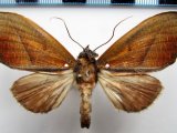   Strophocerus  albonotata   Druce, 1909                         