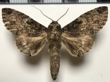Rifargia albidivisa mâle  Dognin, 1916