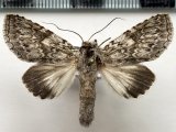 Rifargia demissa mâle  (Schaus, 1905) 