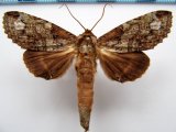 Rifargia  mistura  (Schaus, 1905)     mâle                        