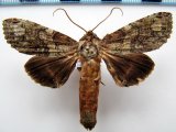  Rifargia  mistura  (Schaus, 1905)      mâle                                 