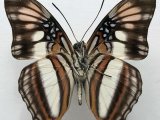   Adelpha serpa  mâle   (Boisduval, 1836)