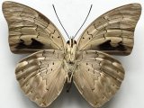 Archaeprepona demophoon andicola  femelle    (Fruhstorfer, 1904) 