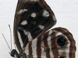  Dynamine gisella  mâle  (Hewitson, 1857)