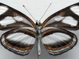   Eresia nauplius nauplius mâle (Linnaeus, 1758)