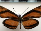 Eresia perna mylitta mâle Hewitson, 1869