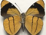 Perisama oppelii xanthica (Hewitson, 1868)  mâle