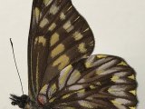   Catasticta leucophae  mâle Lathy & Rosenberg, 1912 