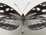   Dismorphia teresa femelle (Hewitson, 1869)