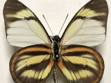 Hesperocharis hirlanda apicalis mâle  Fruhstorfer, 1907 