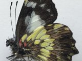   Leodonta zenobia mâle   (C. Felder & R. Felder, 1865) 