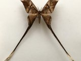 Copiopteryx sepiramis andensis mâle  Lemaire, 1974