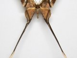  Copiopteryx semiramis semiramis   mâle    Cramer, 1775