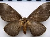 Schausiella subochreata  Schaus, 1904   femelle                             